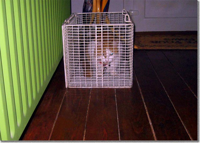 籠の中に潜む猫